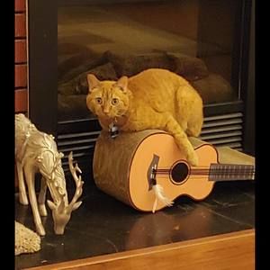 Meet your Posher, Tara